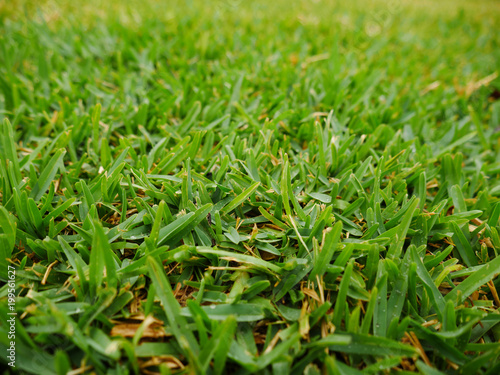 Sir Walter Buffalo Lush Green Lawn Grass texture 