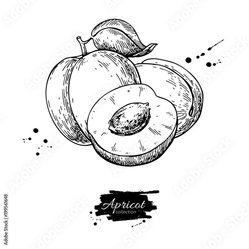 Photographie Apricot vector drawing. Hand drawn fruit and sliced pieces.  Sum