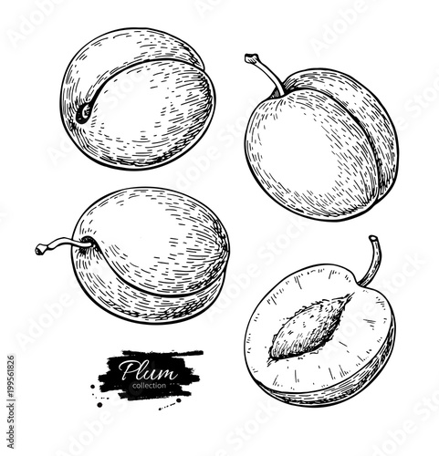 Plum vector drawing set. Hand drawn fruit and sliced pieces.  Su
