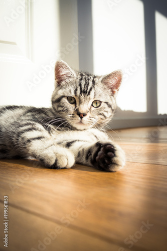 layful Kitten Relaxing on Sunlit Floor photo