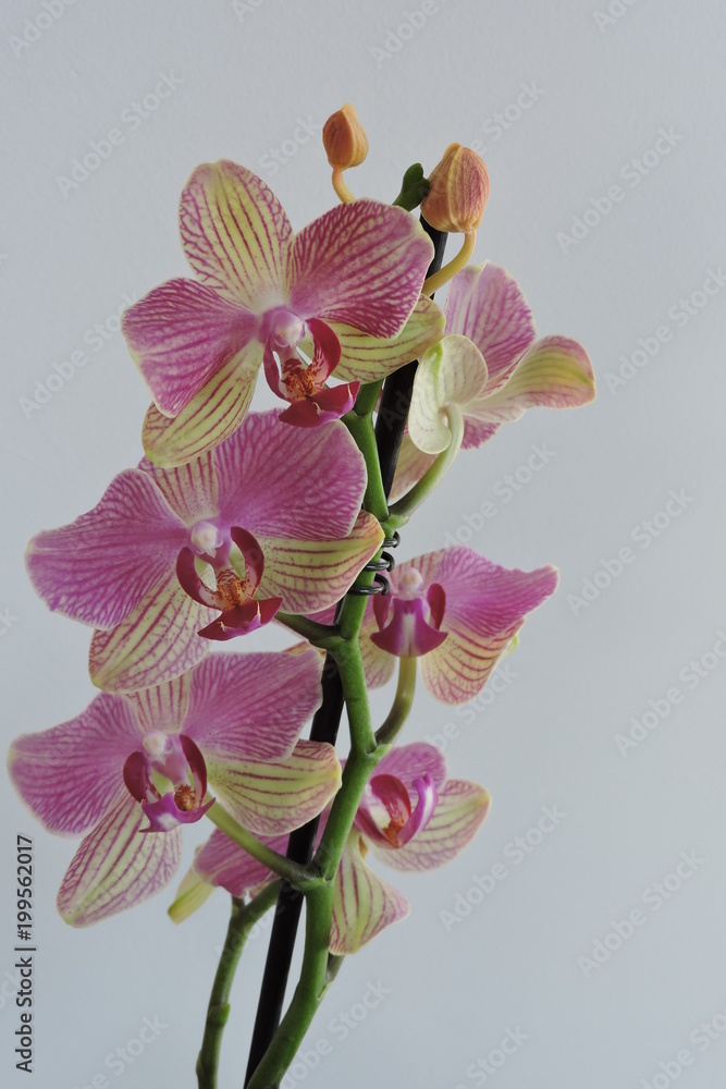 Naklejka premium Pink and yellow orchids, white background