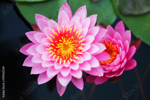 beautiful pink lotus flower blooming in pond