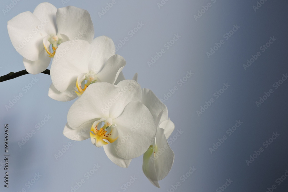 Naklejka premium White orchids, blue background