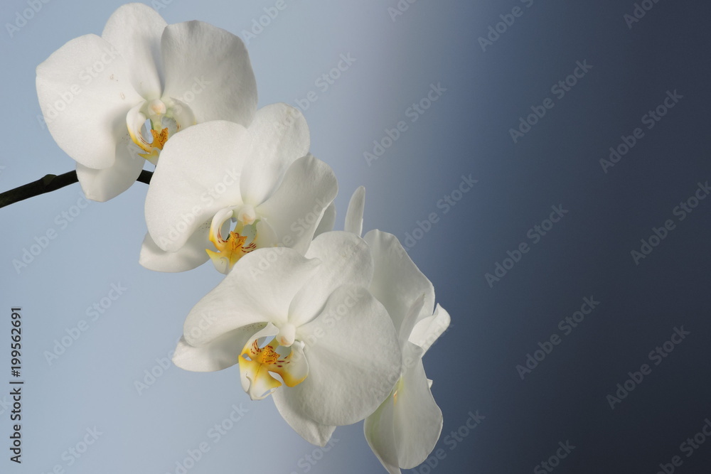 White orchids, blue background - obrazy, fototapety, plakaty 