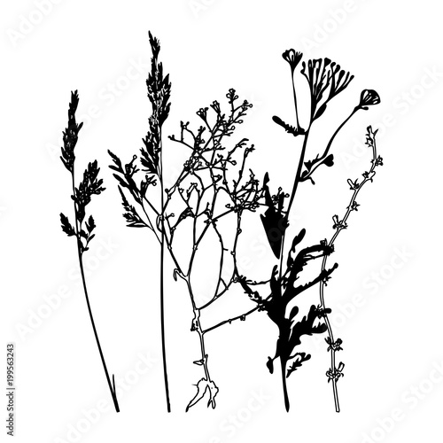 Meadow grasses, herbs and flowers outlines.