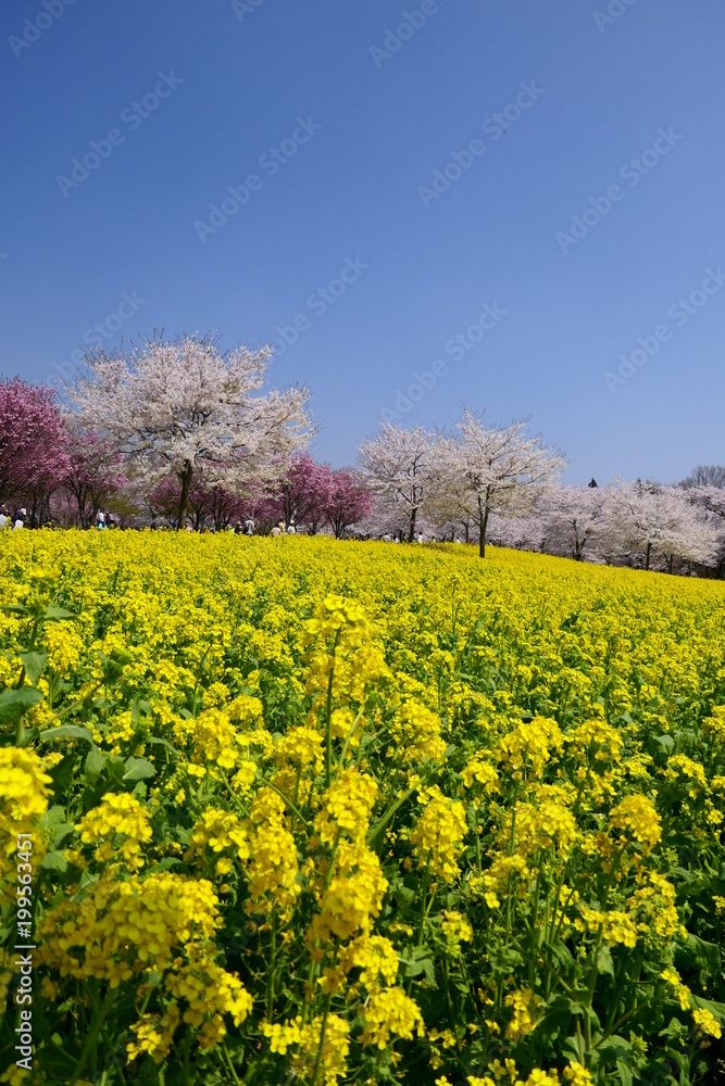 菜の花と桜。赤城南面千本桜のさくら祭り。前橋　群馬　日本。４月初旬。