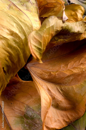 Fall leaves. Vertial close up studio shot. 