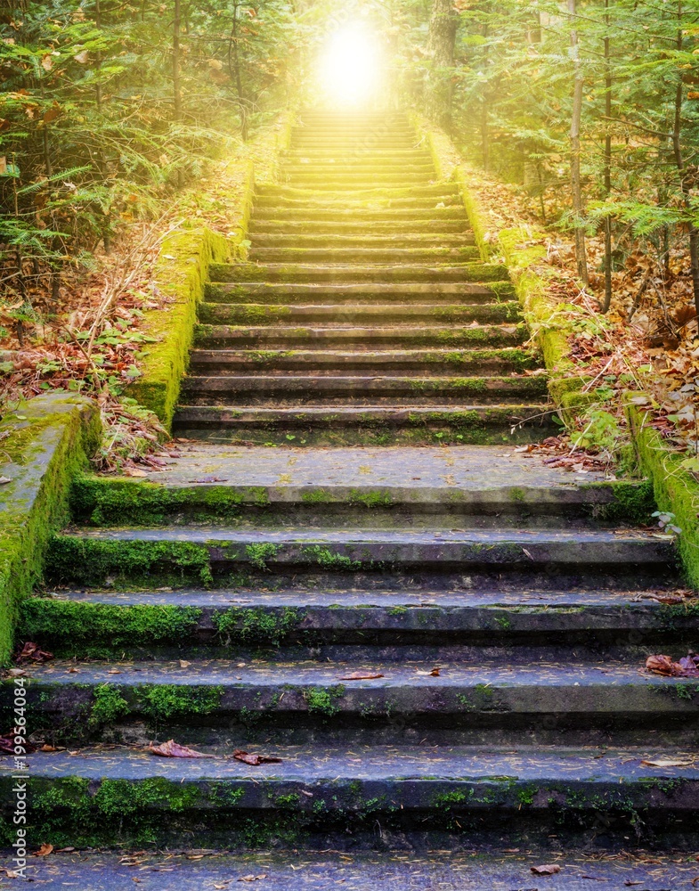 Obraz premium Kroki prowadzące do słońca. Droga do Boga. jasne światło z nieba. Podłoże religijne . Światło słoneczne w zielonym lesie. Drzwi do pomarańczowego zachodu słońca. Światło z nieba.