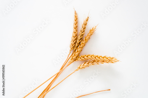 Wheat ears isolated on white background