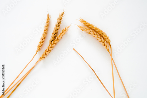 Wheat ears isolated on white background