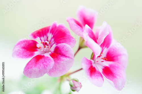 Summer Pink flower  macro