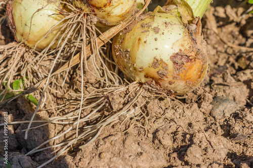 onion harvest on ground closeup.
