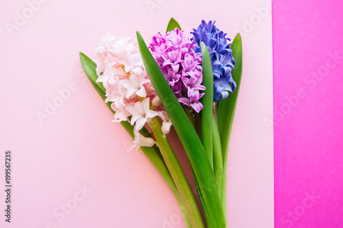 Group of hacinth flowers on a colored background. Top view. Copy space.