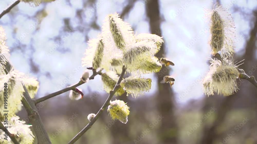 hardworking honey bees collecting nectar for honey from willow catkins, palm kitten during the easter time in slow motion hardworking honey bees collecting nectar for honey from willow catkins, palm kitten during the easter time in slow motion