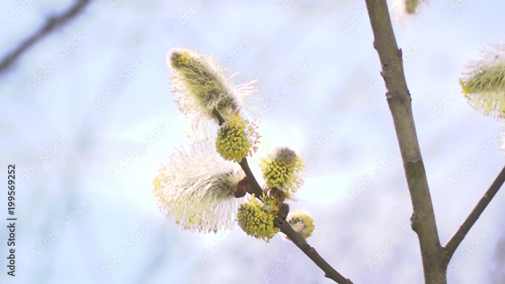 hardworking honey bees collecting nectar for honey from willow catkins, palm kitten during the easter time in slow motion hardworking honey bees collecting nectar for honey from willow catkins, palm kitten during the easter time in slow motion