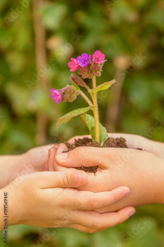 Children are holding a flower growing in the ground.