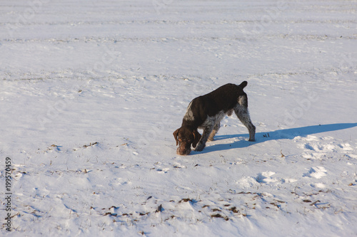Fototapeta Naklejka Na Ścianę i Meble -  German hunting watchdog drahthaar, Beautiful dog portrait in winter