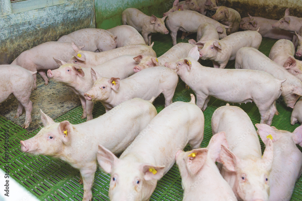 Pink pigs, Pigs on the farm, Piglets go eat Pink pigs, Pigs on the farm, Piglets go eat