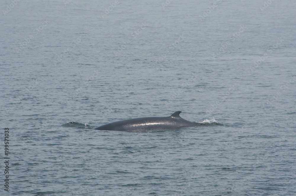 Fototapeta premium Observação das baleias no Canadá, no seu habitat