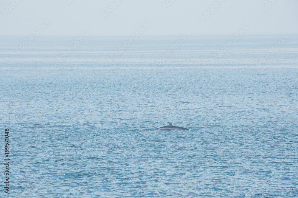 Fototapeta premium Observação das baleias no Canadá, no seu habitat