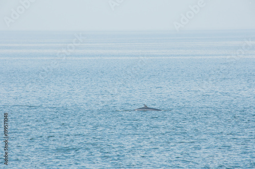 Observação das baleias no Canadá, no seu habitat