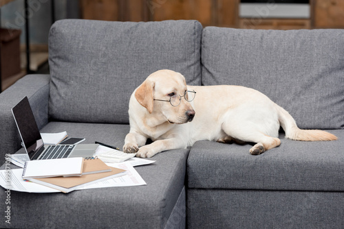 cute labrador dog in eyeglasses lying on couch with documents and laptop
