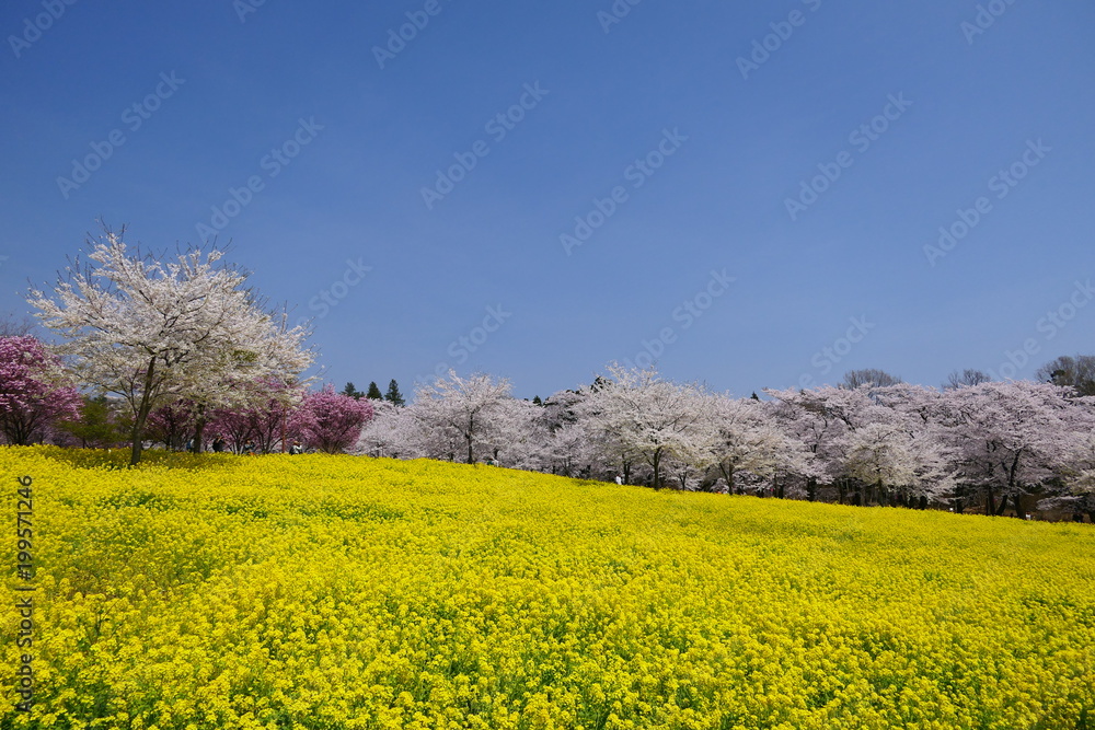 赤城南面千本桜さくら祭り。菜の花畑と桜。前橋　群馬　日本。４月初旬。