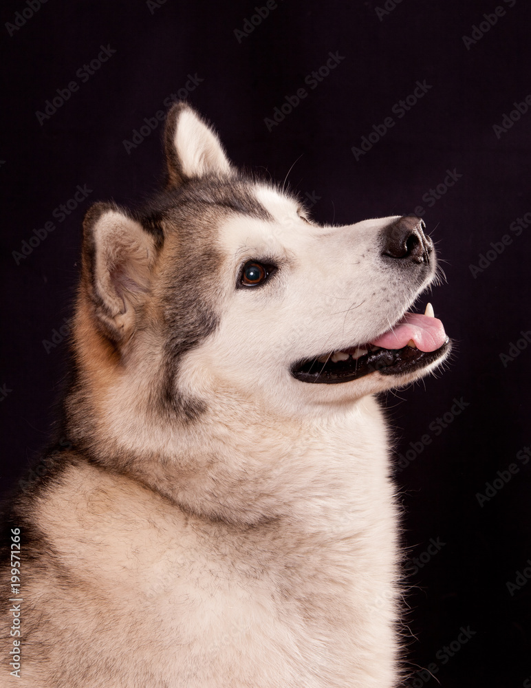 portrait of a dog breed Alaskan Malamute on a black background portrait of a dog breed Alaskan Malamute on a black background