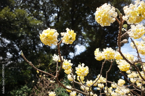 黄色の花