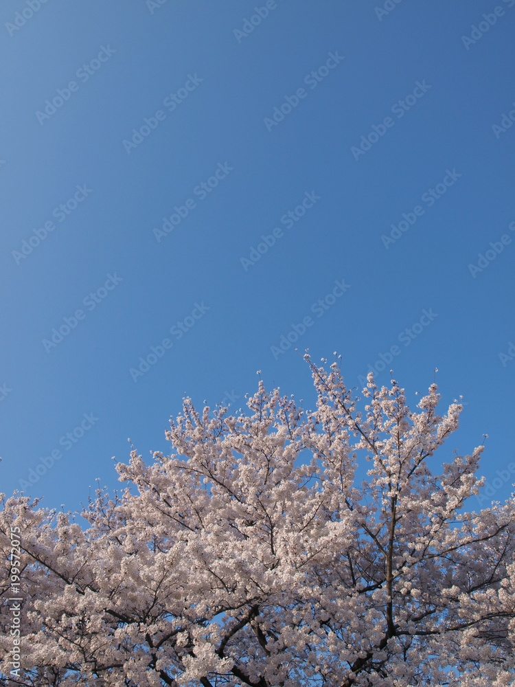 cherry blossom tree top background cherry blossom tree top background