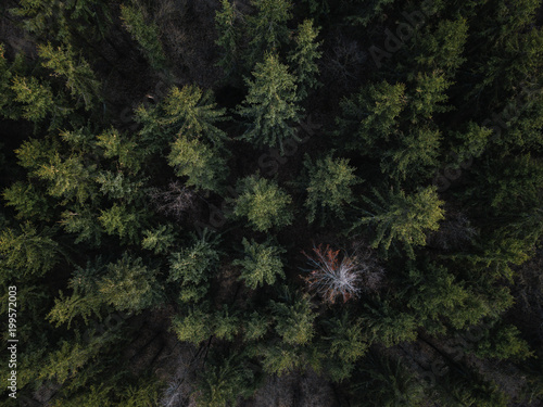 natural evergreen pine forest  Aerial view with drone