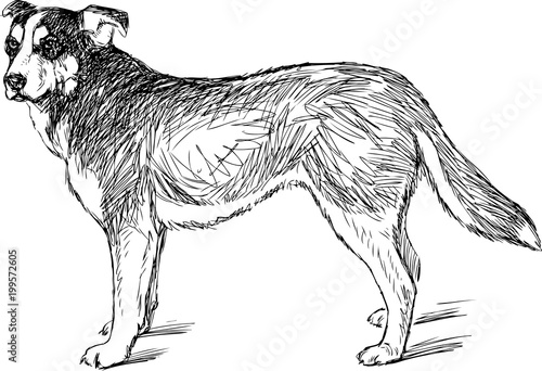 Sketch of a watching dog