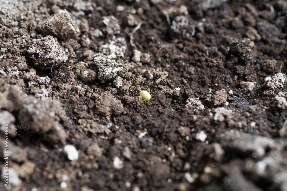 Germinating turnip seed Germinating turnip seed
