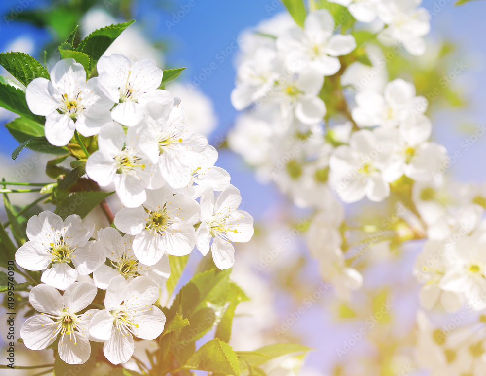 Fototapeta premium Spring blossoming garden, soft focus, toned. Flower spring background.