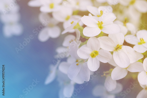 Spring blossoming garden, soft focus, toned. Flower spring background.  © isavira