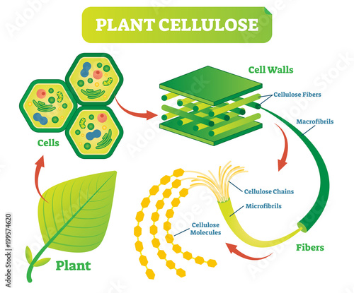 Plant cellulose biology vector illustration diagram.