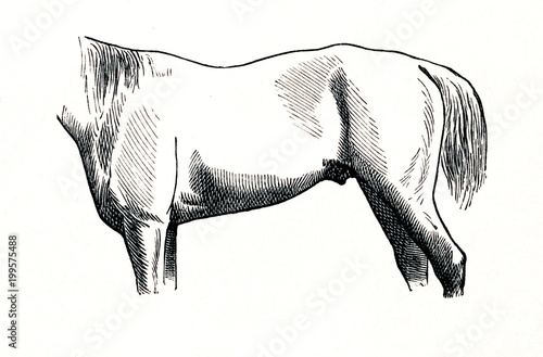 Fototapeta Naklejka Na Ścianę i Meble -  Roach back in horse (from Meyers Lexikon, 1896, 13/770/771)