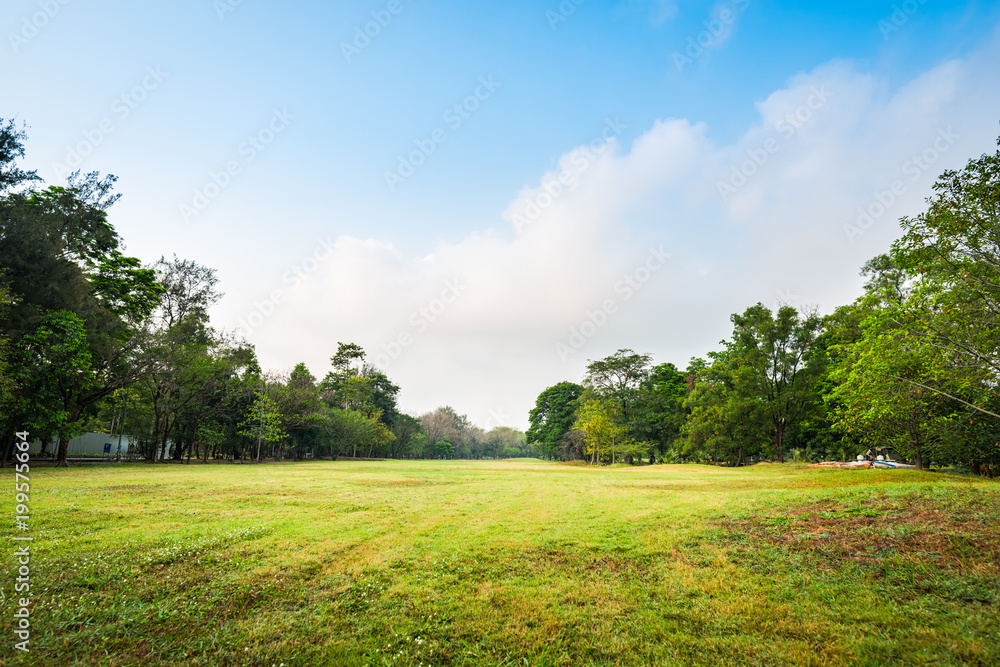 Green grass field with tree in Public Park Green grass field with tree in Public Park