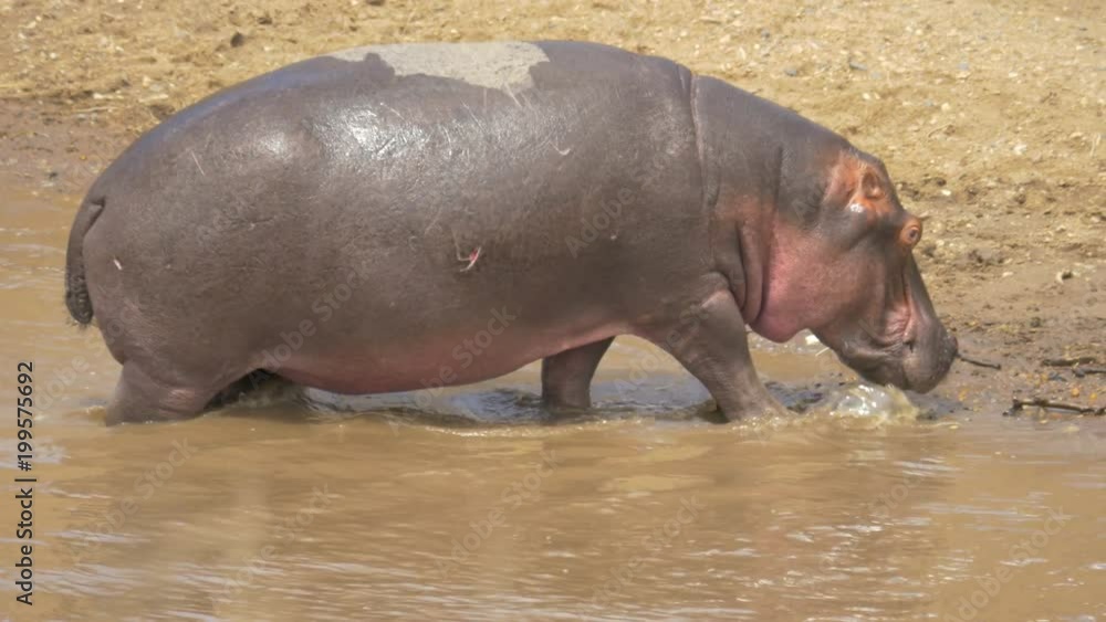 Hippopotamus coming out of a river Hippopotamus coming out of a river