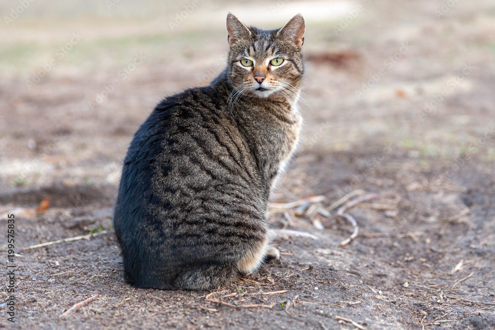 Single tabby cat Single tabby cat