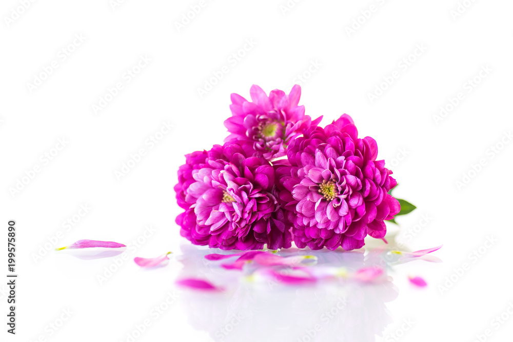bouquet of beautiful chrysanthemums bouquet of beautiful chrysanthemums