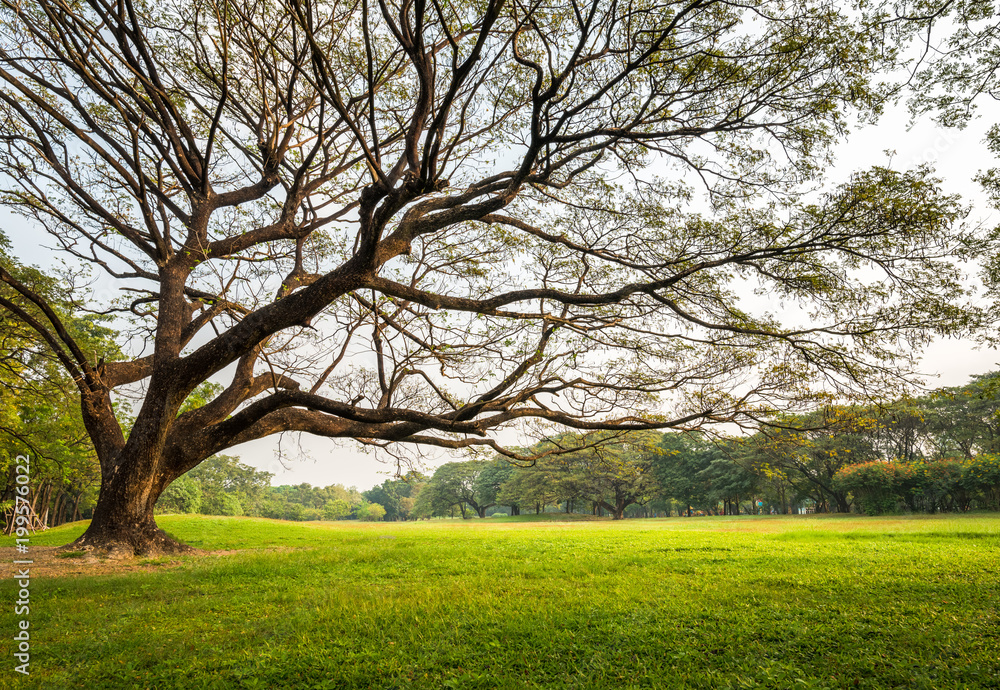 Fototapeta premium Big rain tree with green grass field in Public Park