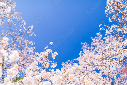 Obraz na płótnie 桜と青空 w salonie