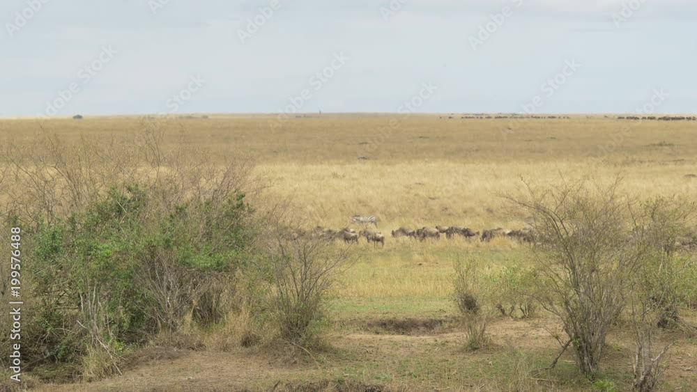 Wildebeests and zebras seen behind bushes Wildebeests and zebras seen behind bushes