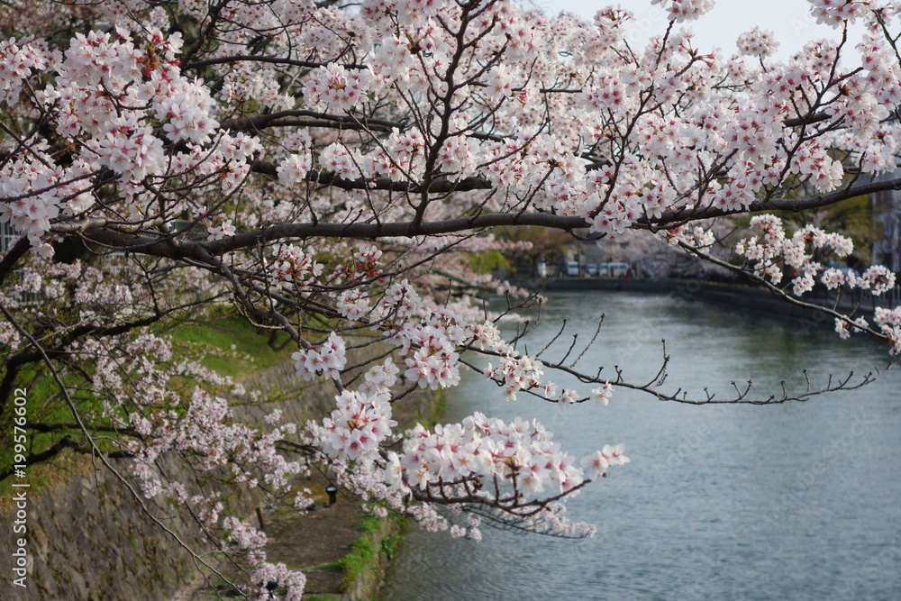 桜