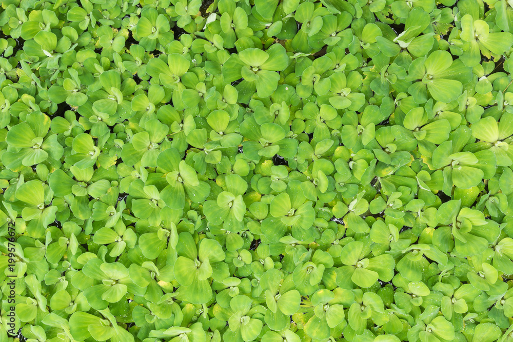 Water lettuce leaf for nature background and texture, Green plant top view for background Water lettuce leaf for nature background and texture, Green plant top view for background