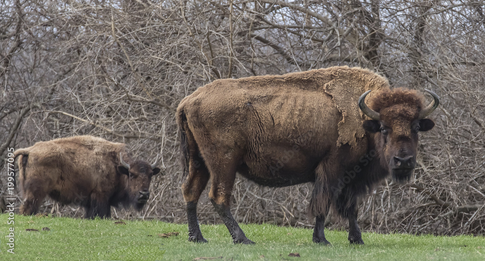 Bison