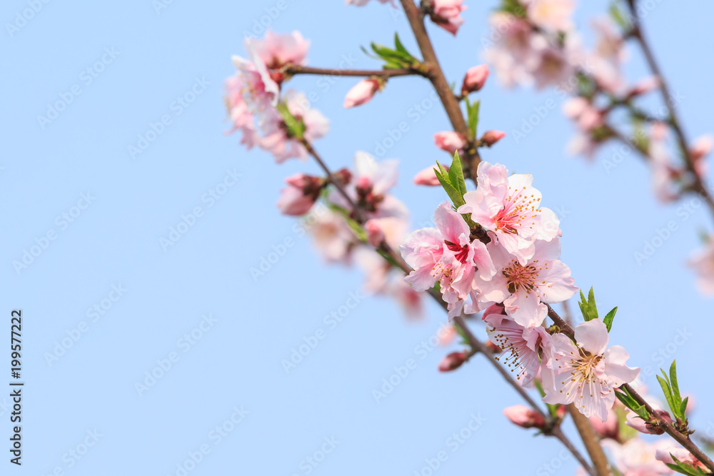 pink peach blossoms in spring season
