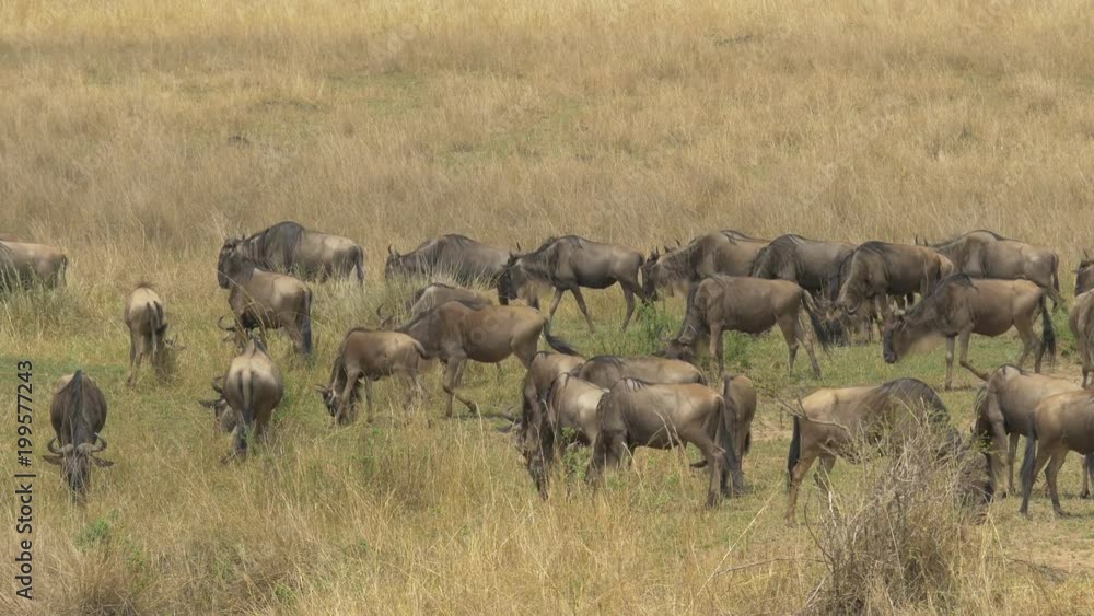 Herd of wildebeests walking and grazing Herd of wildebeests walking and grazing