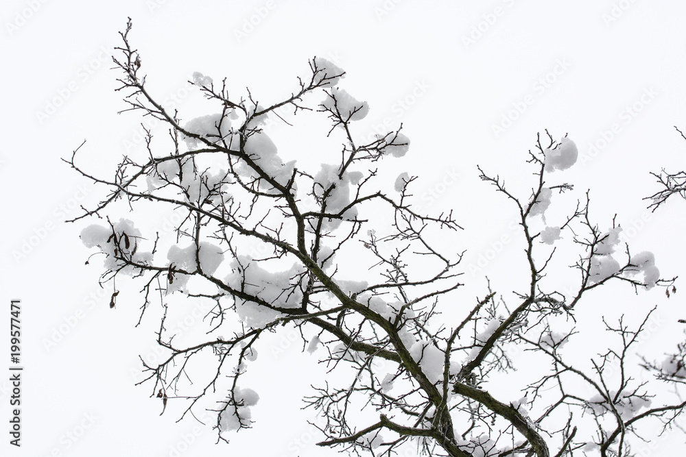 Snow on tree branches without leaves.